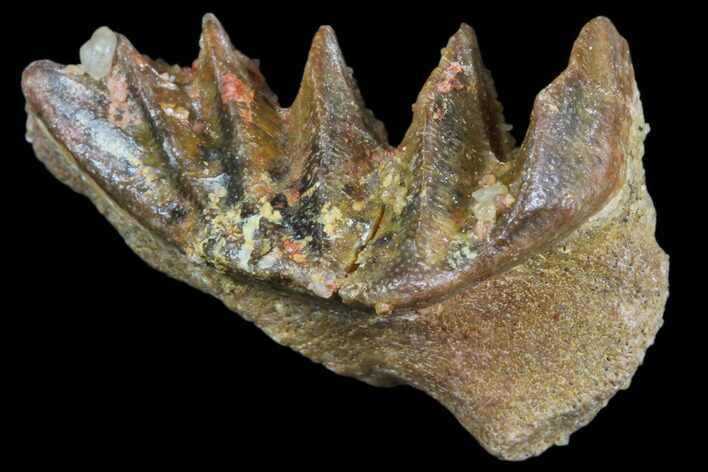 Cretaceous Lungfish (Ceratodus) Tooth Plate #81173